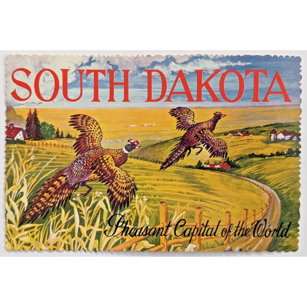 South Dakota SD Ringneck Pheasants Capital of World Hunting Nature 4x6" Postcard